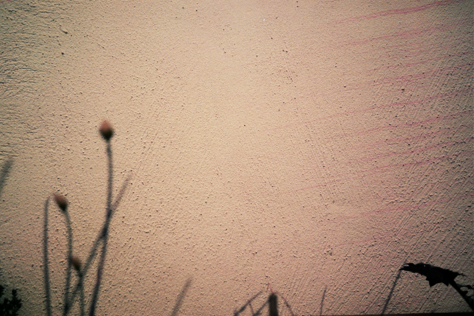 Purple Plants . Analogue photography . LomoChrome Purple film . Olympus Mju 1