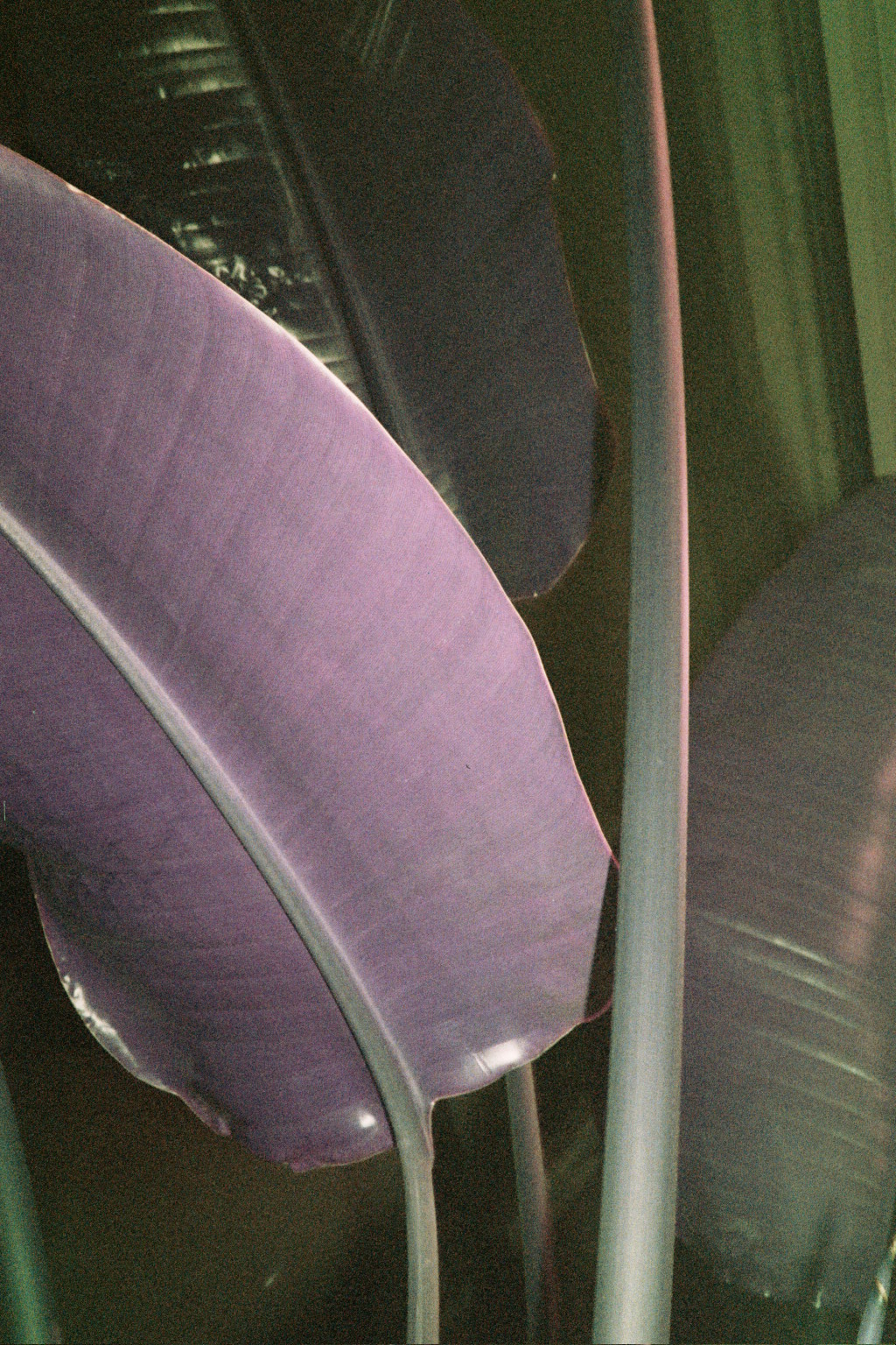 Purple Plants . Analogue photography . LomoChrome Purple film . Olympus Mju 1