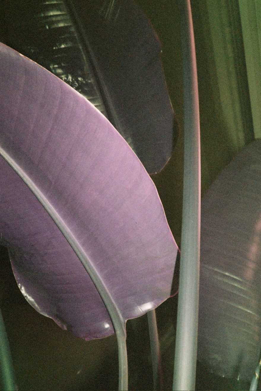 Purple Plants . Analogue photography . LomoChrome Purple film . Olympus Mju 1