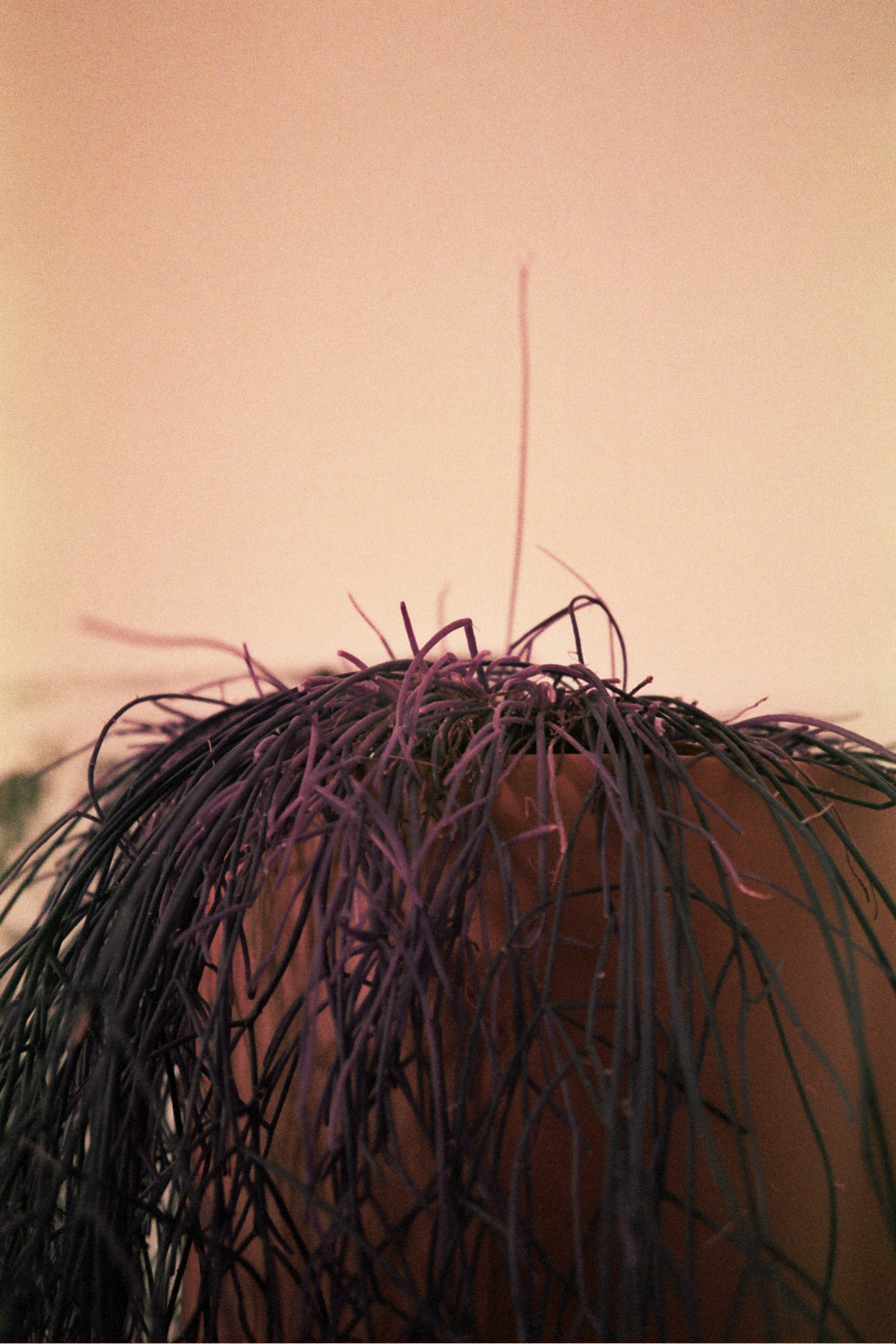 Purple Plants . Analogue photography . LomoChrome Purple film . Olympus Mju 1