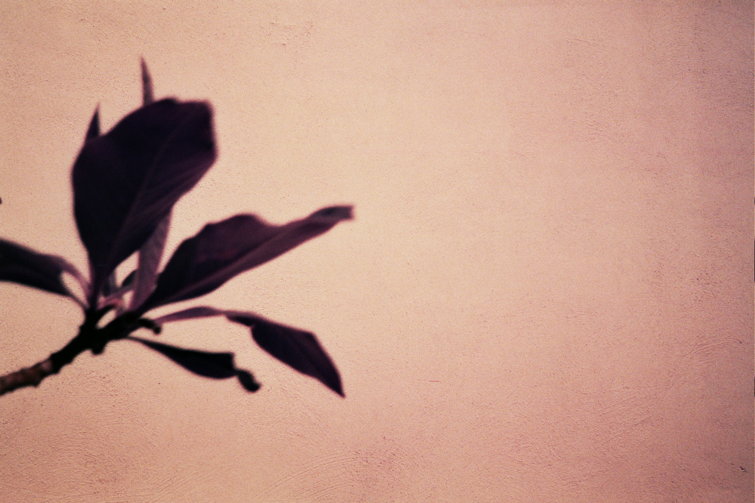 Purple Plants . Analogue photography . LomoChrome Purple film . Olympus Mju 1