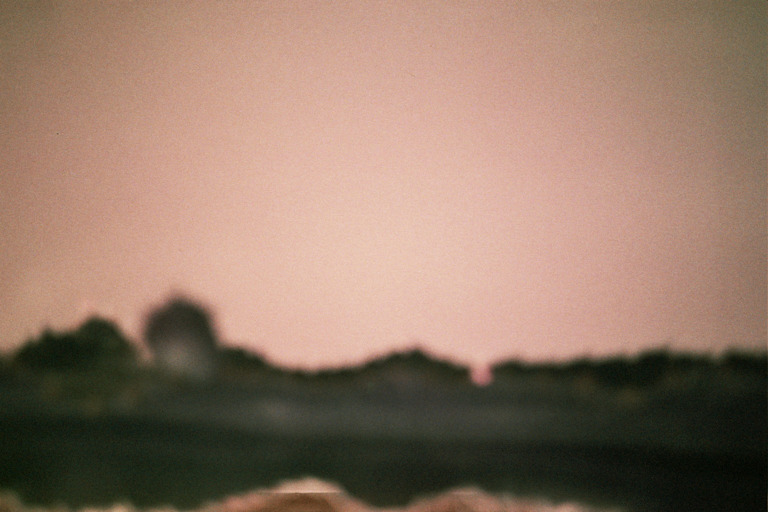 Purple Plants . Analogue photography . LomoChrome Purple film . Olympus Mju 1